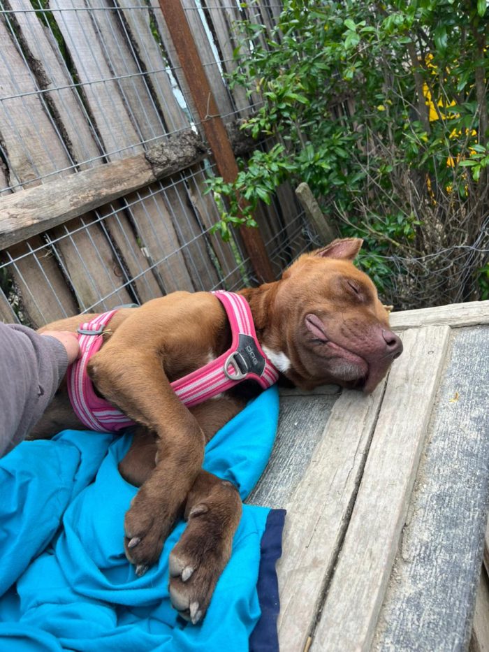 Otto is searching for a home - media 9