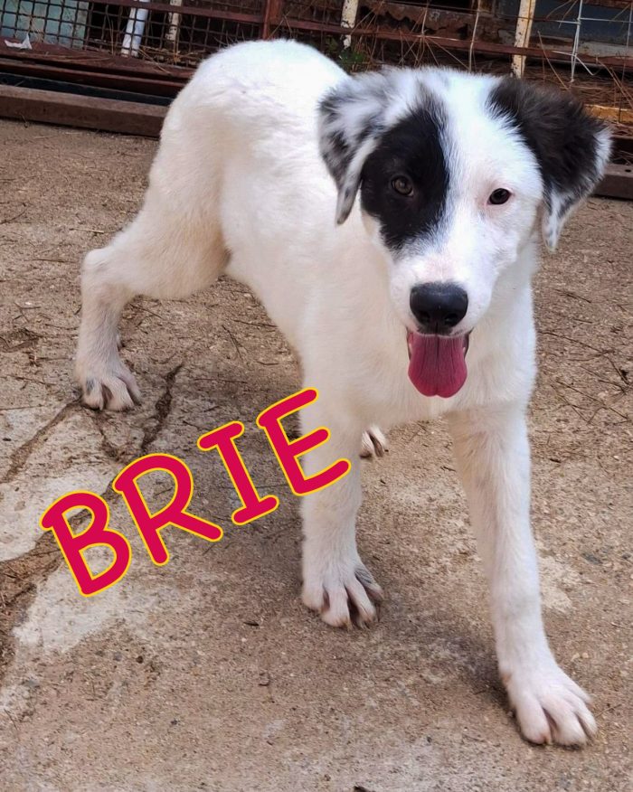Brie❤️ti aspetto mamma