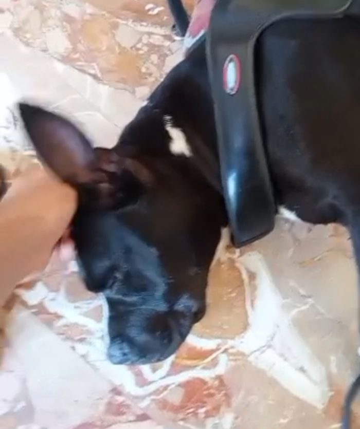 Amstaff/Bully 3anni SFIGATO SOS MIRACOLO..DISPERATO IN BOX.MANTOVA - media 4