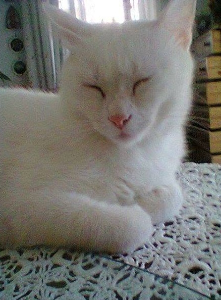Cerco gattina a pelo tutto bianco