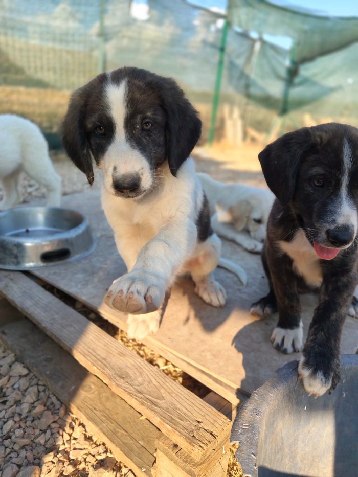 Cercano casa cuccioli taglia medio grande 3 mesi e mezzo