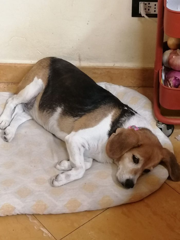 Asia, Beagle dolcissima cerca famiglia