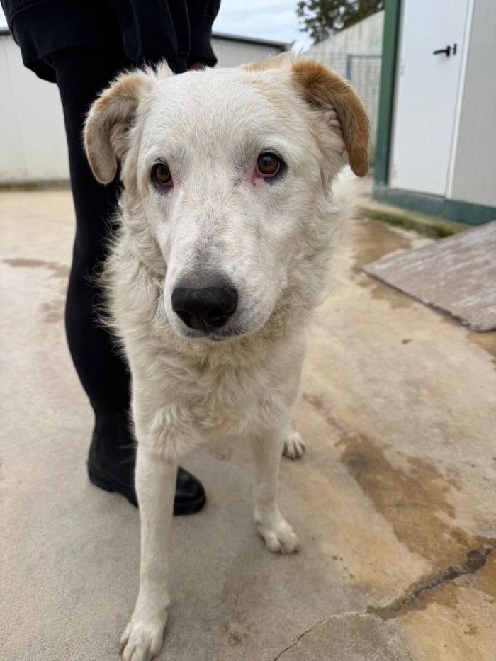 Ugo splendido giovanotto simil Pastore/Spinone cerca casa