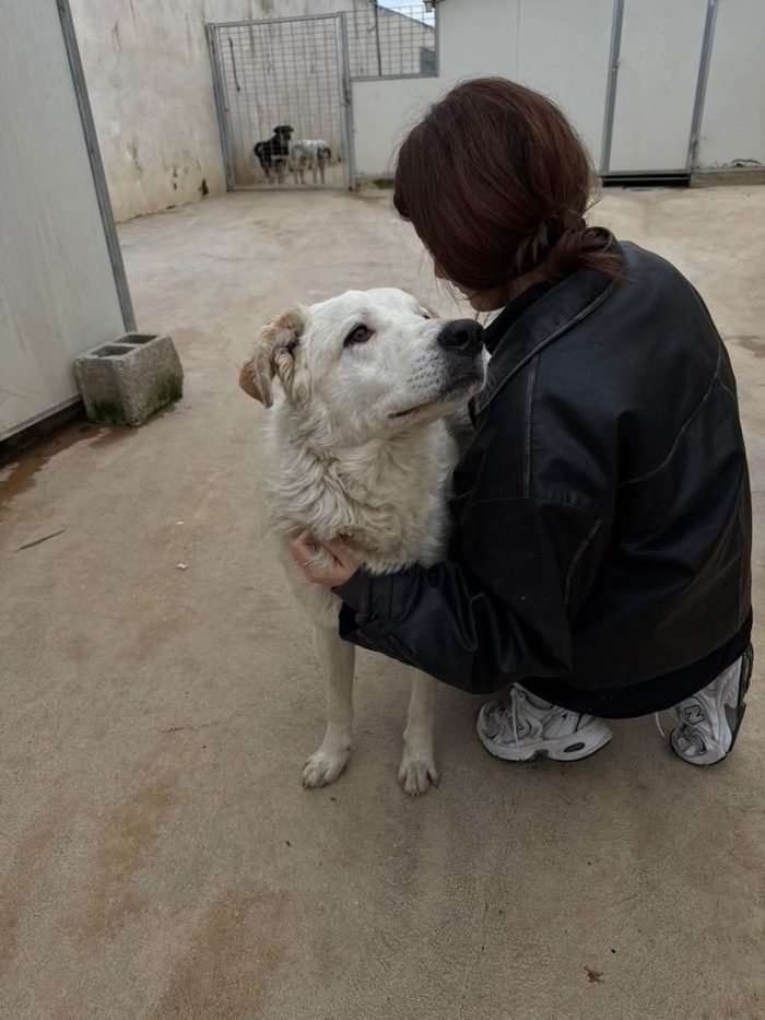 Ugo splendido giovanotto simil Pastore/Spinone cerca casa - media 4
