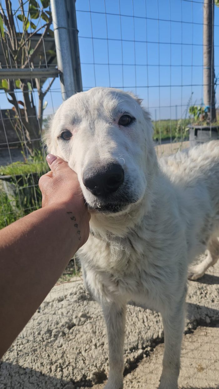 Ugo splendido giovanotto simil Pastore/Spinone cerca casa - media 5