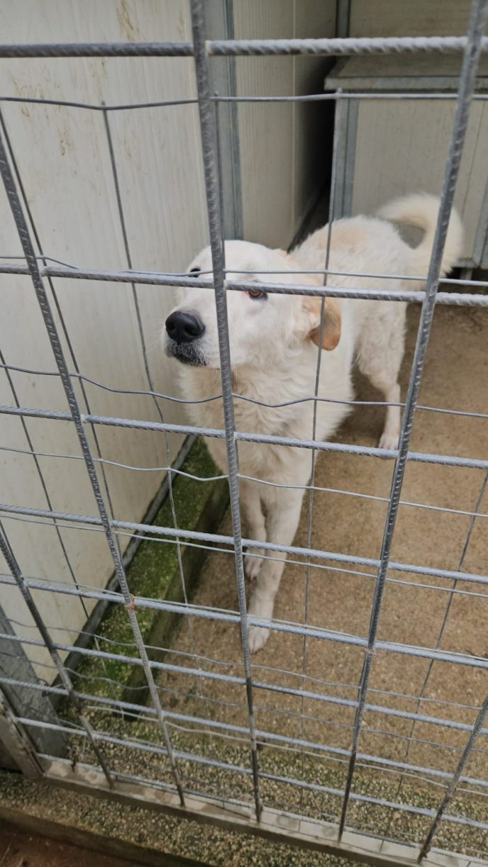 Ugo splendido giovanotto simil Pastore/Spinone cerca casa