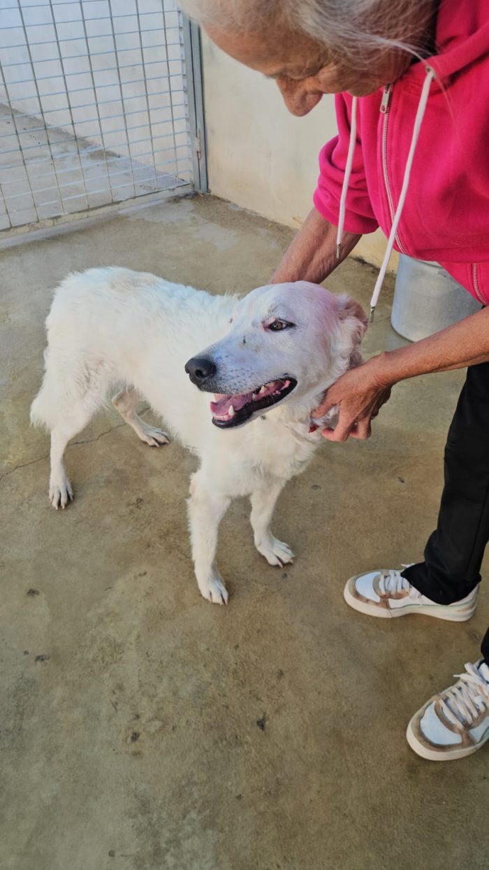 Ugo splendido giovanotto simil Pastore/Spinone cerca casa - media 8