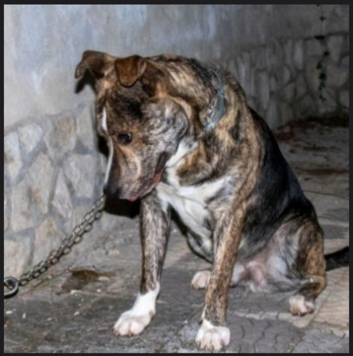 Tigro 2anni e 1/2 -3 rimasto solo,ok gatti ABRUZZO