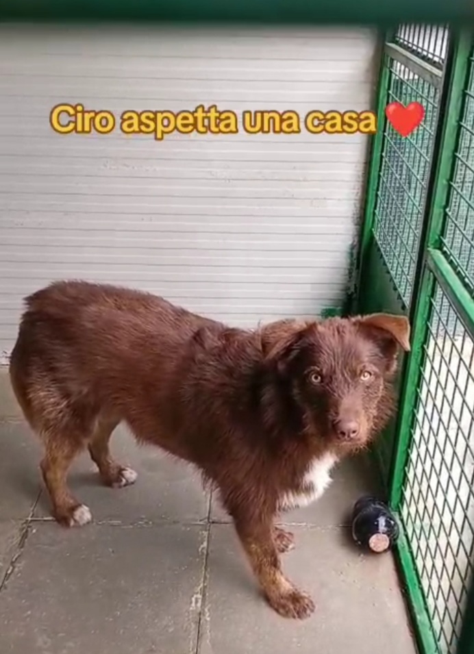 Ciro 3anni fulvo occhi ambra NESSUNO LO NOTA! MESSINA