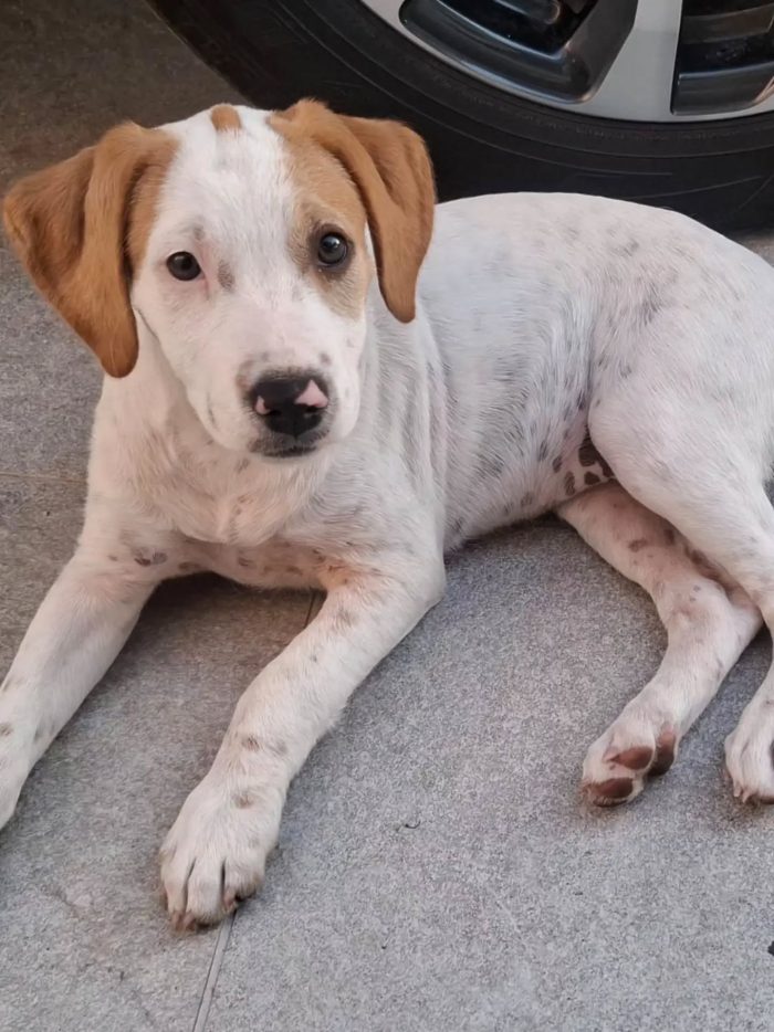 Vaniglia dolce cucciola 2 mesi taglia media - IN ADOZIONE