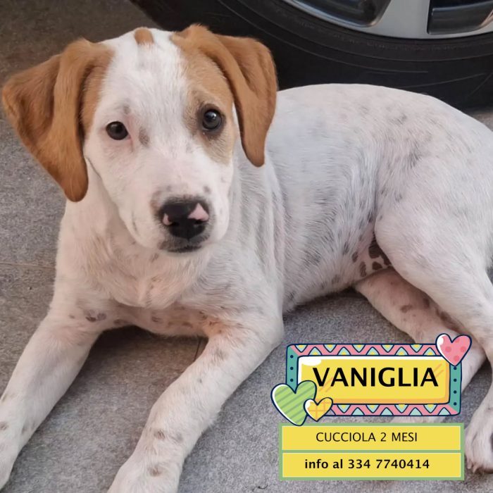 Vaniglia dolce cucciola 2 mesi taglia media - IN ADOZIONE