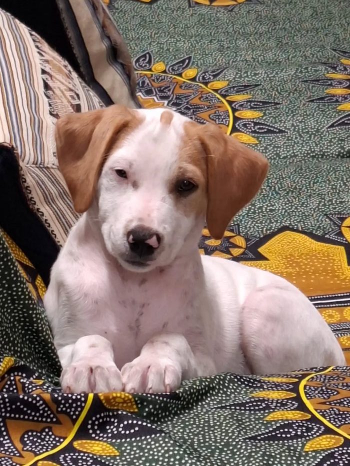 Vaniglia dolce cucciola 2 mesi taglia media - IN ADOZIONE