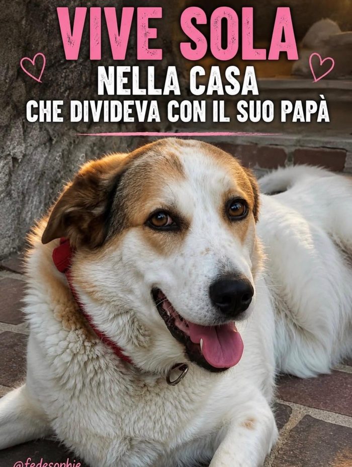 MIA CERCA UNA NUOVA FAMIGLIA ❤️