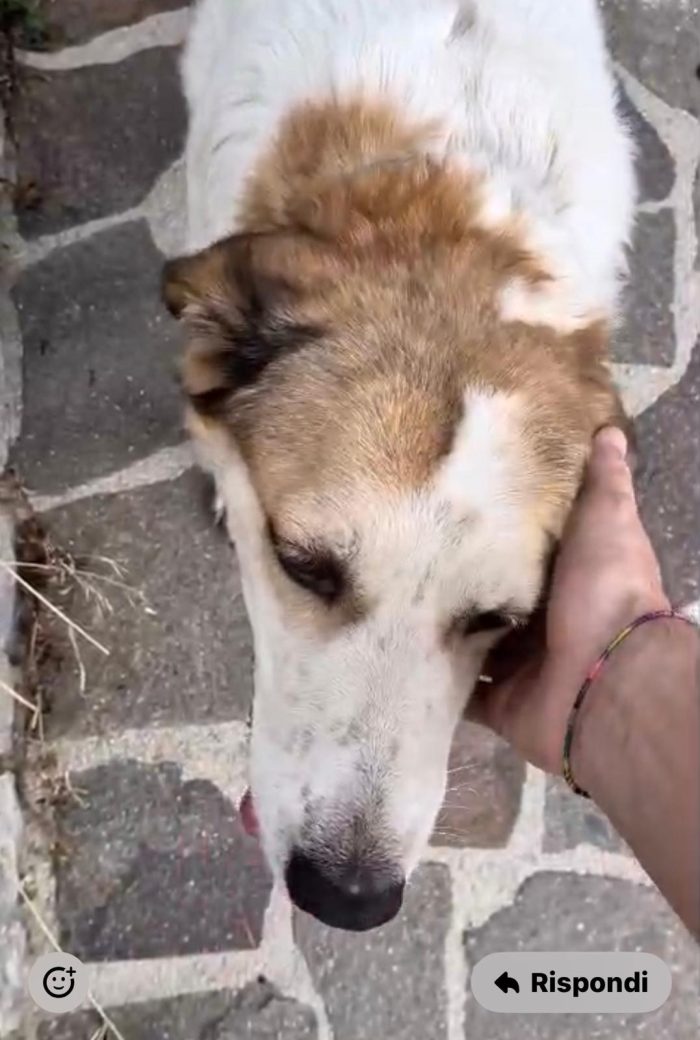 MIA CERCA UNA NUOVA FAMIGLIA ❤️