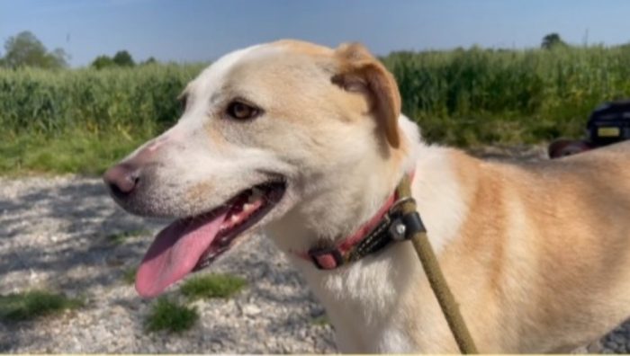 Femmina mix Labrador quasi 4anni BRESCIA