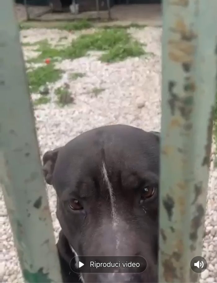 Nala Pitbull nera( con macchie bianche) 6anni IN BOX SENZA USCIRE. PROV  MANTOVA