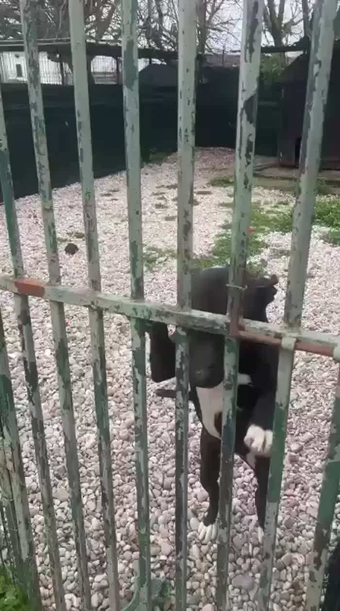Nala Pitbull nera( con macchie bianche) 6anni IN BOX SENZA USCIRE. PROV  MANTOVA - media 4