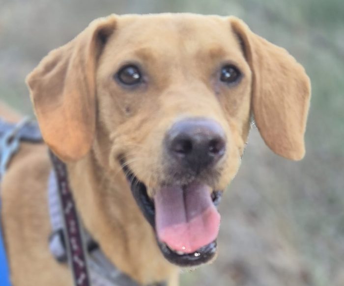 Flocky: 2 anni, taglia contenuta, socievole