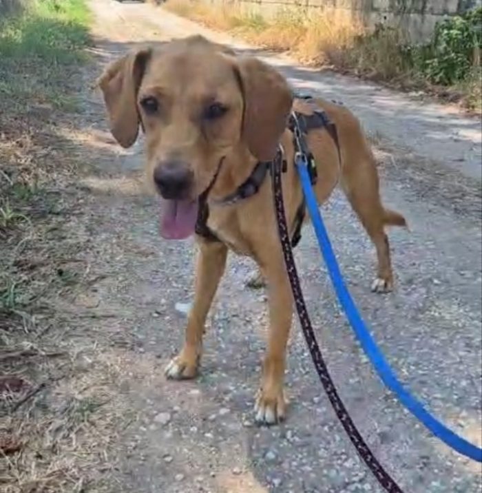Flocky: 2 anni, taglia contenuta, socievole