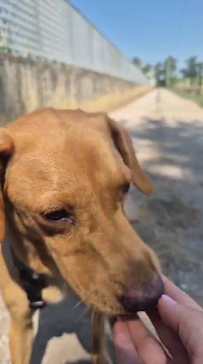 Flocky: 2 anni, taglia contenuta, socievole - media 8