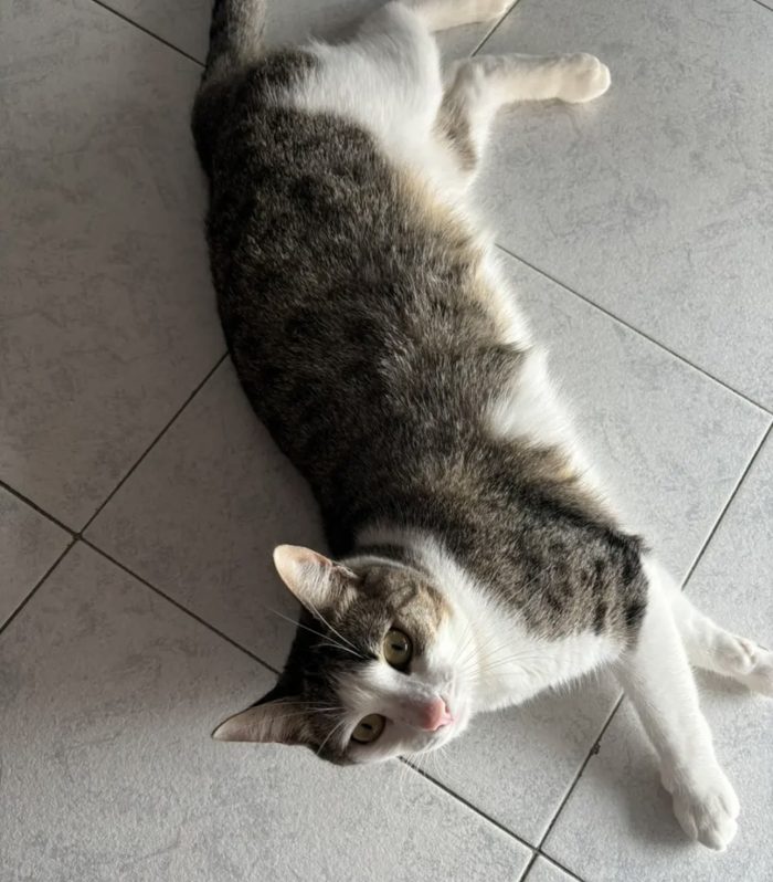 Regalo Gatte dolcissime