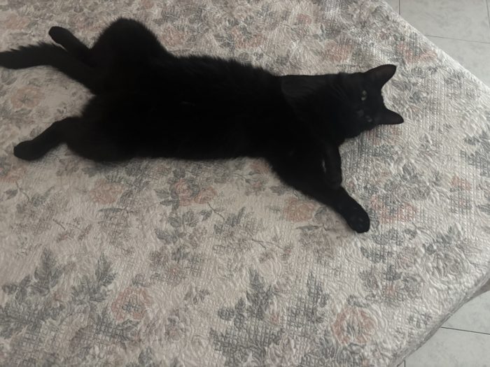 Regalo Gatte dolcissime
