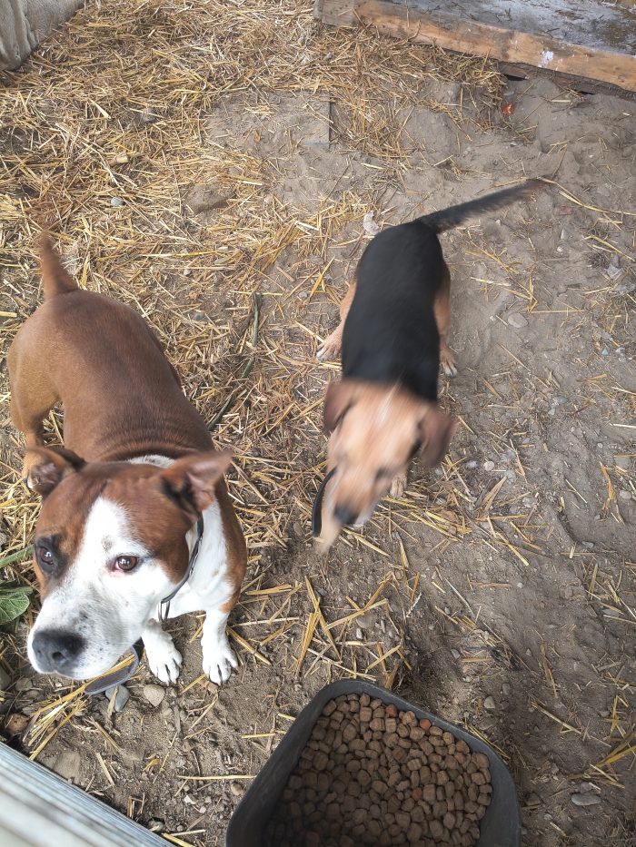 Cani che cercano casa dopo una famiglia dove erano maltrattati