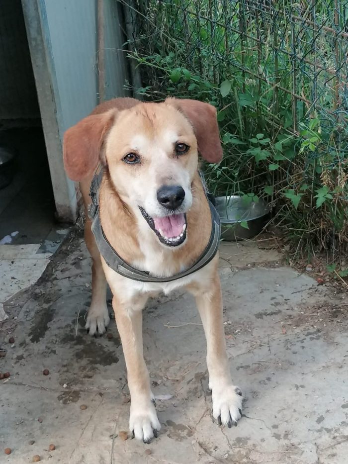 Donato, un cane di famiglia abbandonato in un box