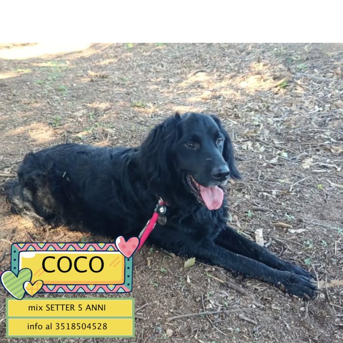 COCO mix SETTER cerca casa - in adozione