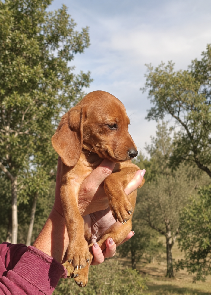Cucciola Futura taglia medio piccola