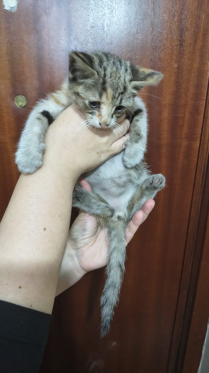 Gattino cerca urgentemente casa Palermo