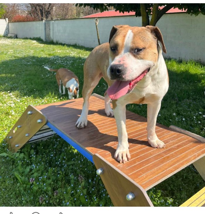 GOLD BELLISSIMO AMSTAFF