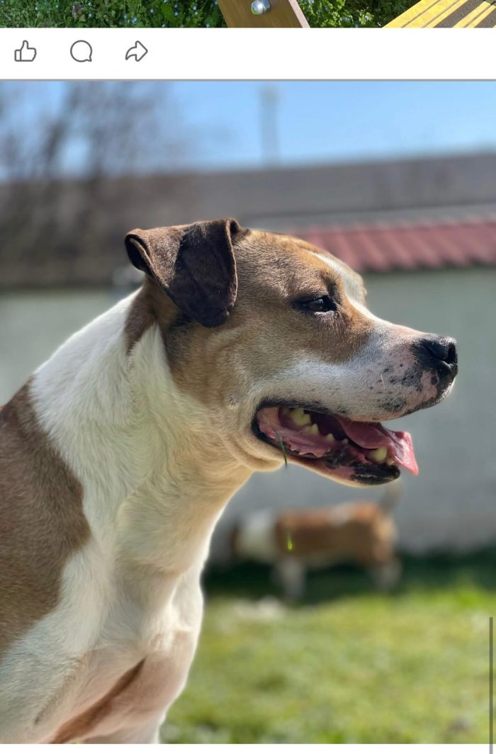 GOLD BELLISSIMO AMSTAFF