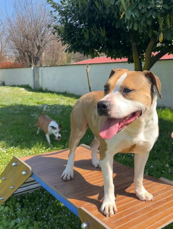 GOLD BELLISSIMO AMSTAFF