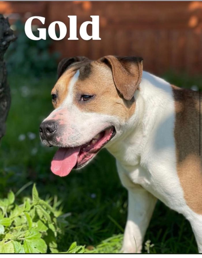 GOLD BELLISSIMO AMSTAFF - media 4