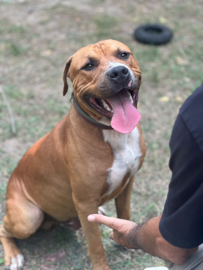 Bellissimo cucciolone Amstaff cerca nuova casa