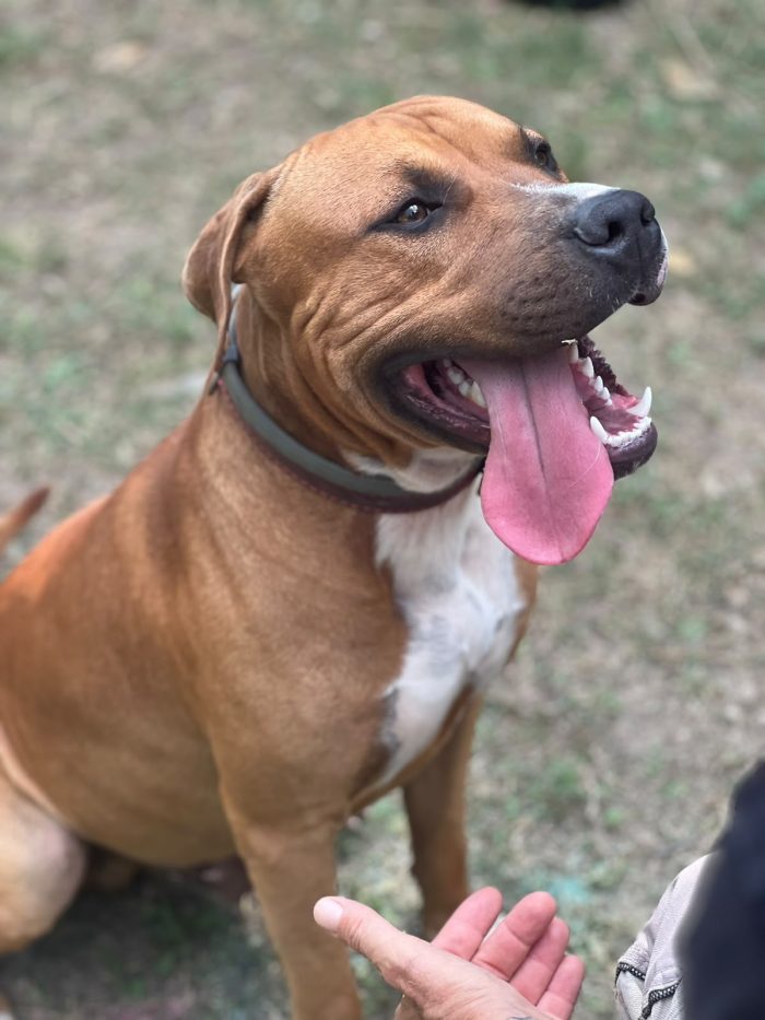 Bellissimo cucciolone Amstaff cerca nuova casa