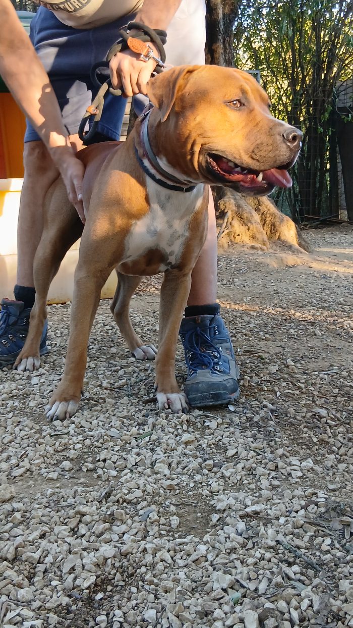 Bellissimo cucciolone Amstaff cerca nuova casa