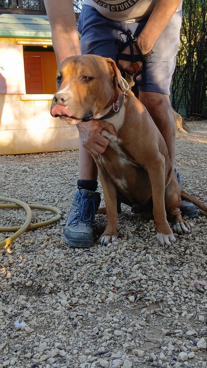 Bellissimo cucciolone Amstaff cerca nuova casa - media 4