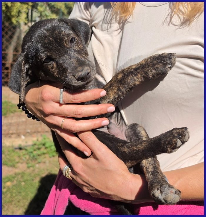 TIZZO, DOLCE CUCCIOLO 4 MESI SOPRAVVISSUTO ALLE FIAMME ORA CERCA SOLO AMORE!