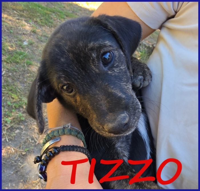 TIZZO, DOLCE CUCCIOLO 4 MESI SOPRAVVISSUTO ALLE FIAMME ORA CERCA SOLO AMORE!