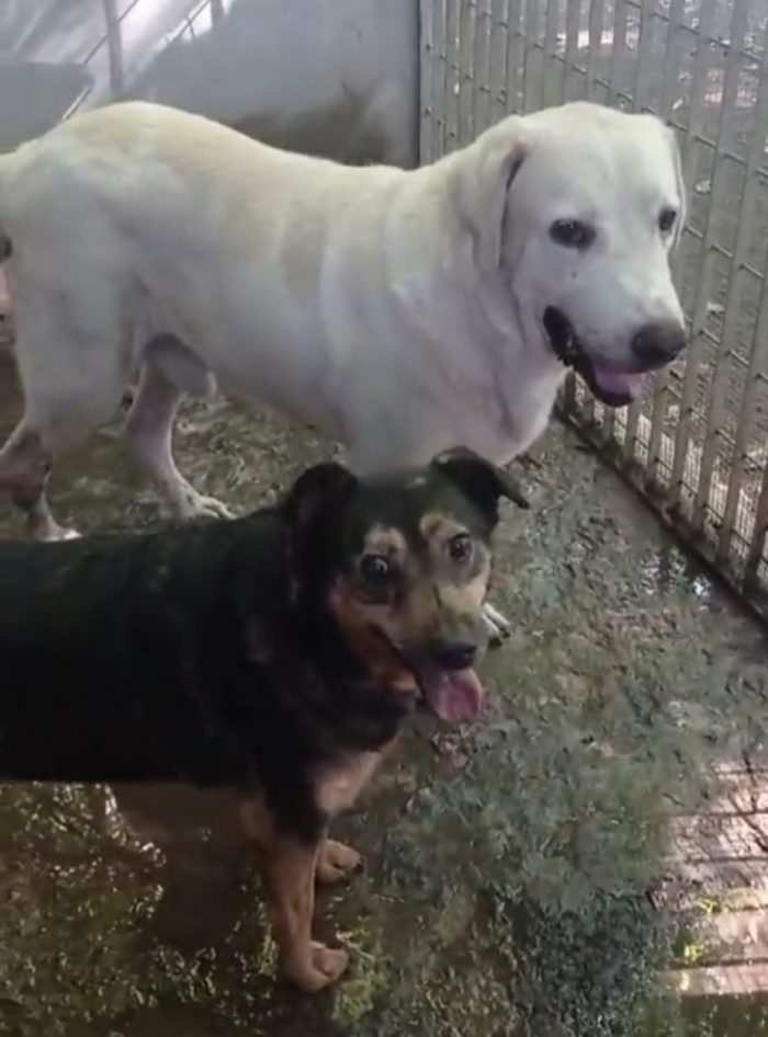 Argo Labrador non giovane possibile non trovi casa? CAMPANIA