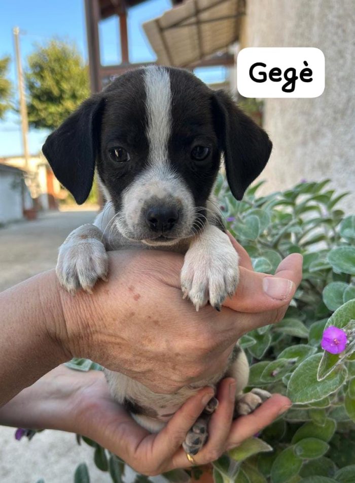 ERCOLE GEGÈ FAGIOLINO GENNARINO