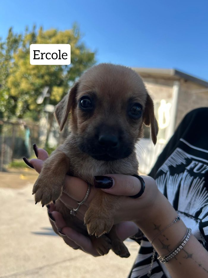 ERCOLE GEGÈ FAGIOLINO GENNARINO