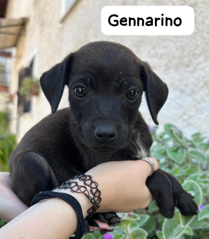 ERCOLE GEGÈ FAGIOLINO GENNARINO