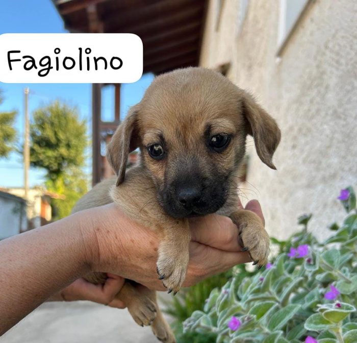 ERCOLE GEGÈ FAGIOLINO GENNARINO - media 4