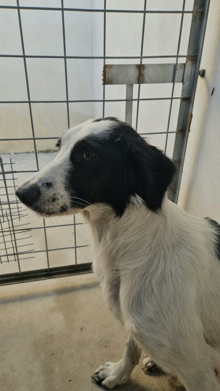Guendalina: 2 anni, taglia contenuta, socievole