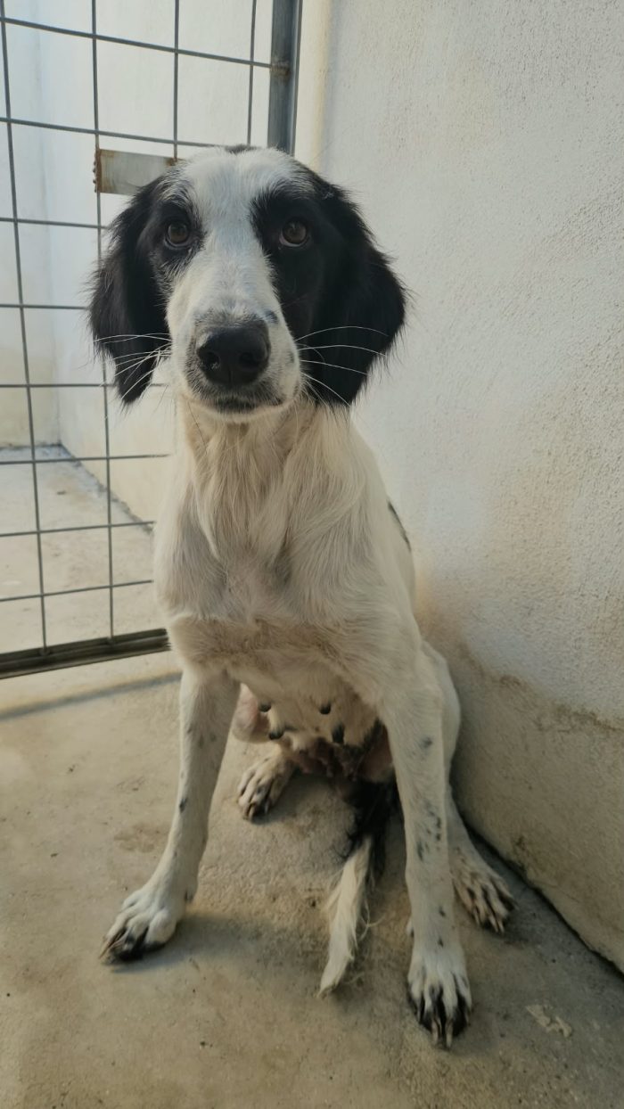 Guendalina: 2 anni, taglia contenuta, socievole