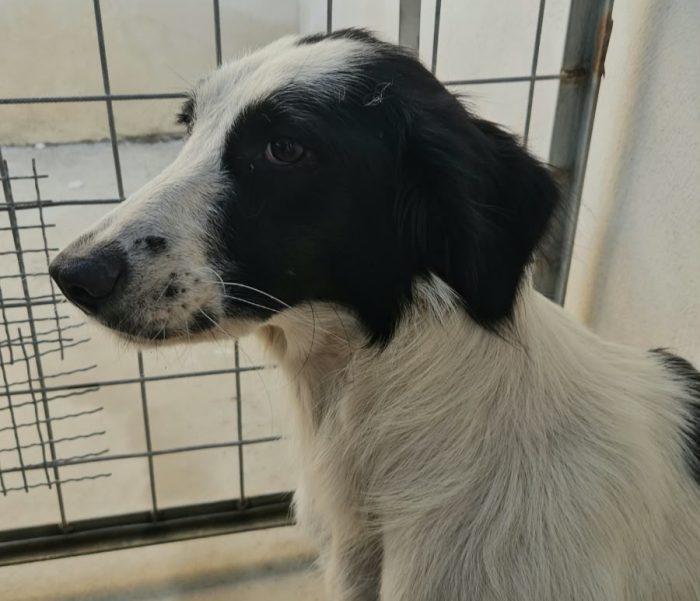 Guendalina: 2 anni, taglia contenuta, socievole - media 8