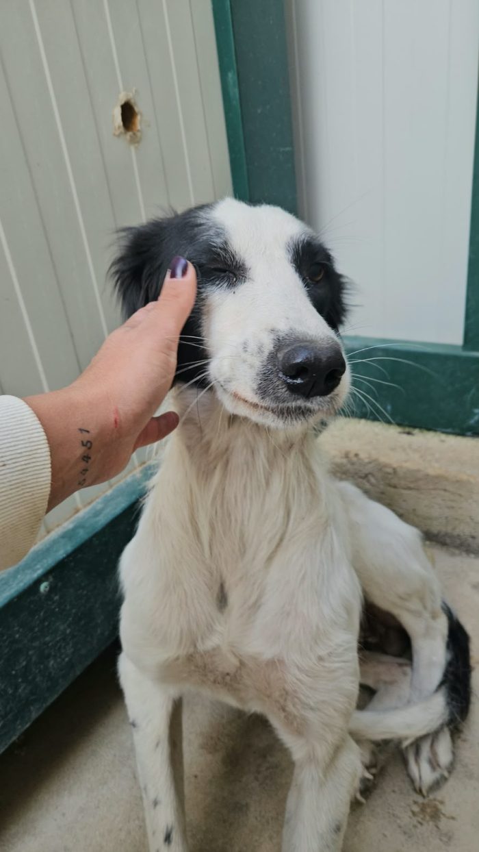 Guendalina: 2 anni, taglia contenuta, socievole